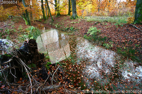 Image of Ravnsholt Skov forest in  Alleroed Denmark