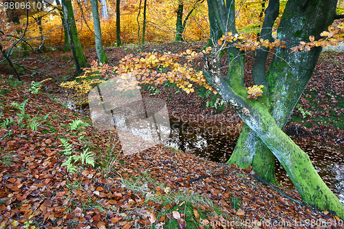 Image of Ravnsholt Skov forest in  Alleroed Denmark