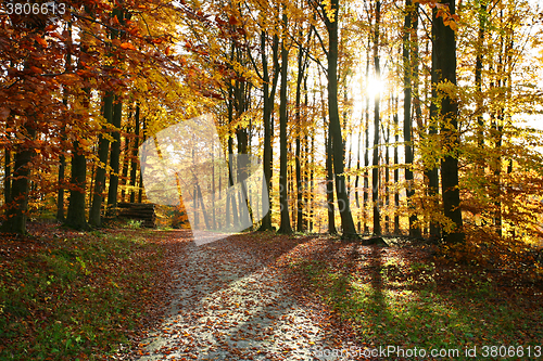 Image of Ravnsholt Skov forest in  Alleroed Denmark