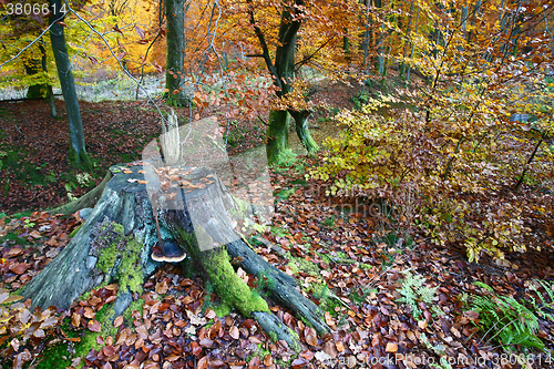 Image of Ravnsholt Skov forest in  Alleroed Denmark