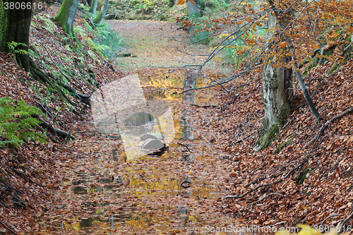 Image of Ravnsholt Skov forest in  Alleroed Denmark