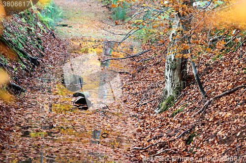 Image of Ravnsholt Skov forest in  Alleroed Denmark