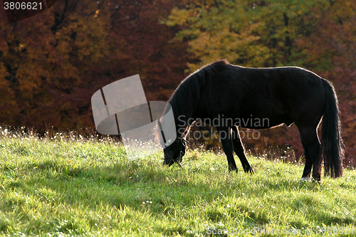 Image of Ravnsholt Skov forest in  Alleroed Denmark