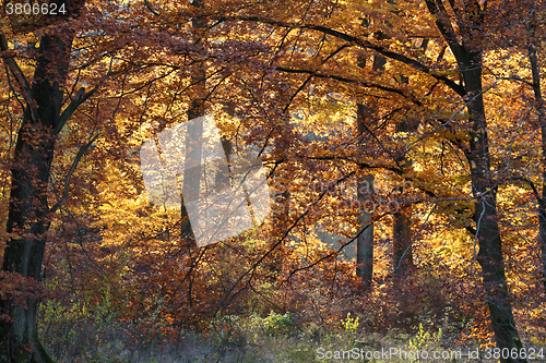 Image of Ravnsholt Skov forest in  Alleroed Denmark