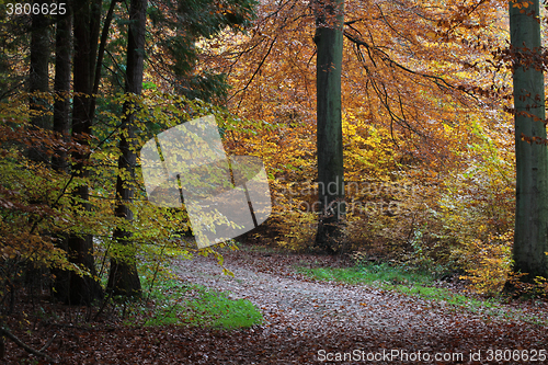 Image of Ravnsholt Skov forest in  Alleroed Denmark