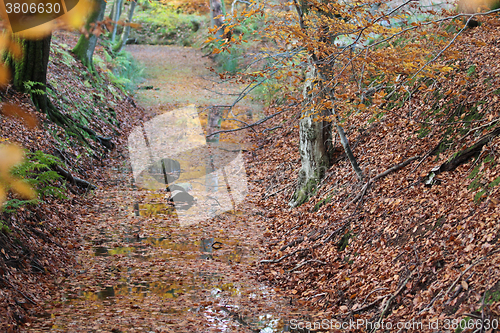 Image of Ravnsholt Skov forest in  Alleroed Denmark