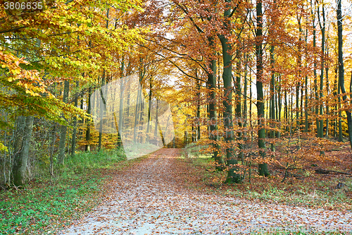 Image of Ravnsholt Skov forest in  Alleroed Denmark