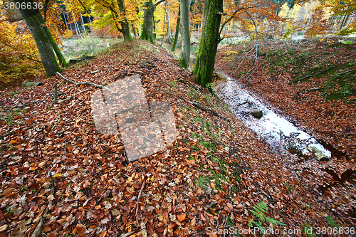 Image of Ravnsholt Skov forest in  Alleroed Denmark