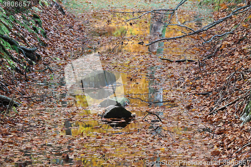 Image of Ravnsholt Skov forest in  Alleroed Denmark