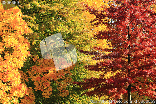 Image of autumn leaves background