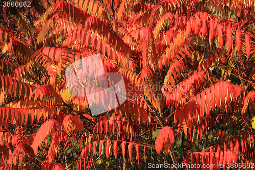 Image of autumn leaves background
