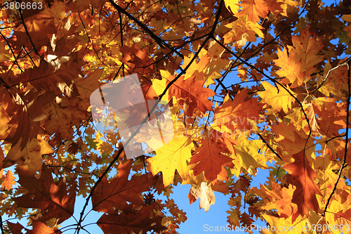 Image of autumn leaves background