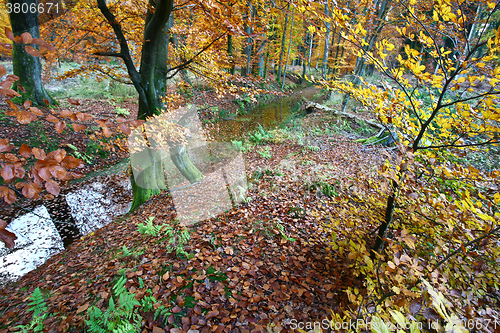 Image of Ravnsholt Skov forest in  Alleroed Denmark