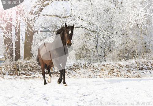 Image of brown mare in snow