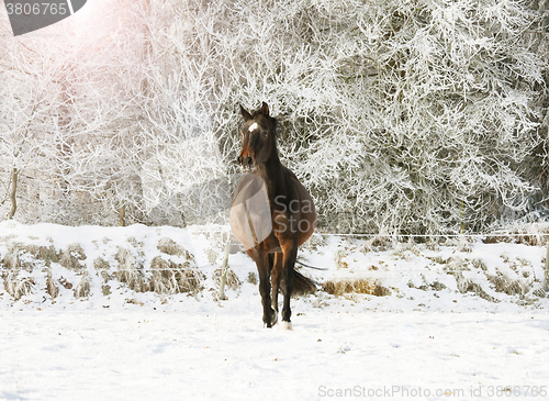 Image of brown horse in the snow