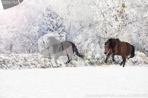 Image of Horses galloping in the snow