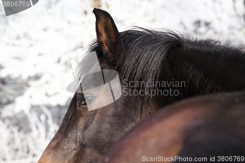 Image of Horse in Winter