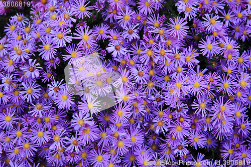 Image of violet flowers background
