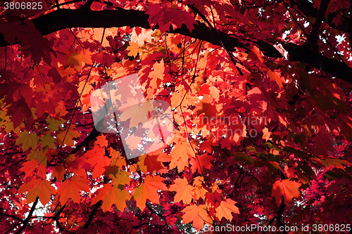 Image of autumn leaves background
