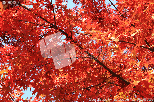 Image of autumn leaves background
