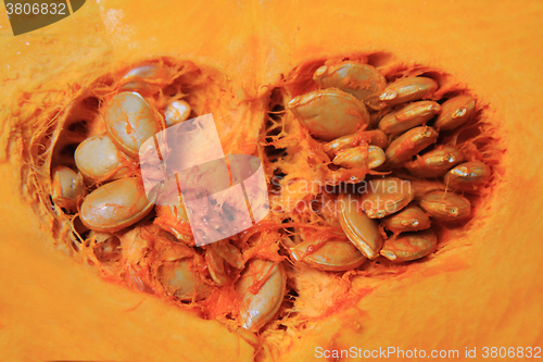 Image of hokaido pumpkin vegetable