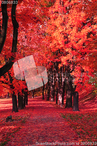 Image of color autumn forest 