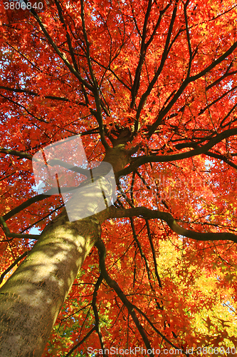 Image of color autumn forest 