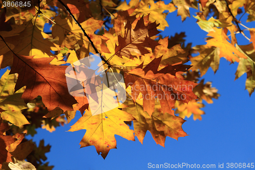 Image of autumn leaves background
