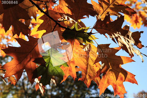 Image of autumn leaves background
