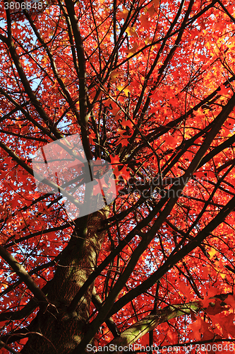 Image of color autumn forest 