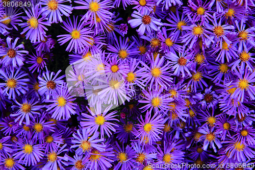 Image of violet flowers background