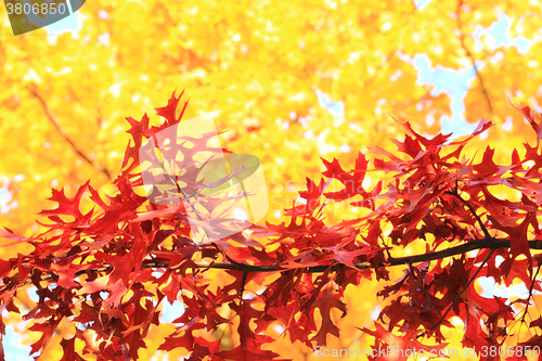 Image of autumn leaves background