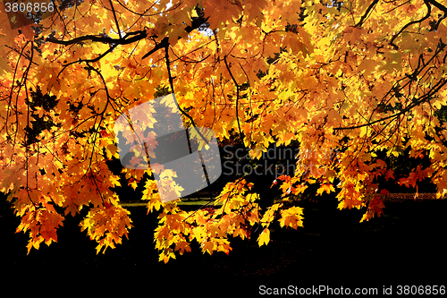 Image of autumn leaves background