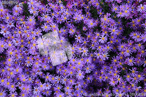 Image of violet flowers background