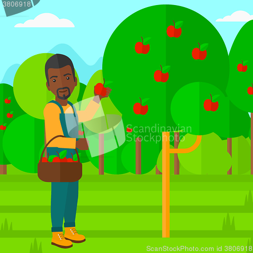 Image of Farmer collecting apples.