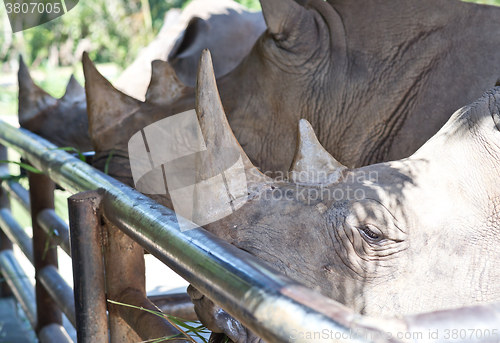 Image of rhino in the Zoo