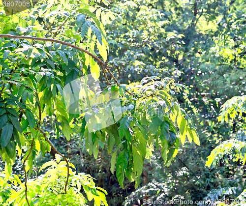 Image of tree jungle background