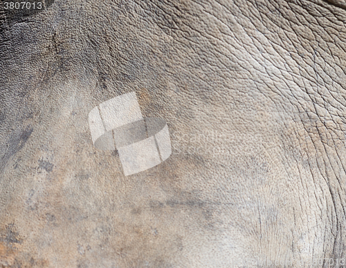 Image of rhino skin texture