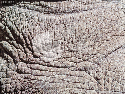 Image of rhino skin background