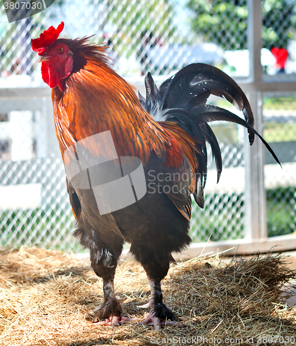 Image of close up of rooster