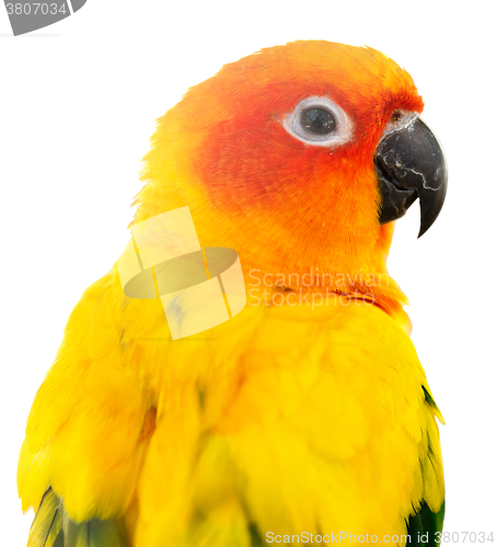 Image of parrot on white
