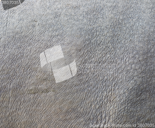 Image of rhino skin texture