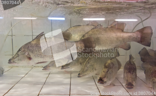 Image of fresh fish in aquarium