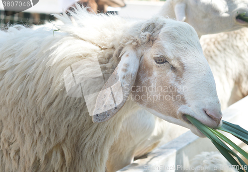 Image of close up of sheep