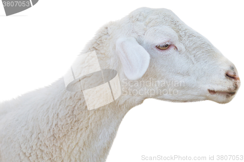 Image of sheep on white