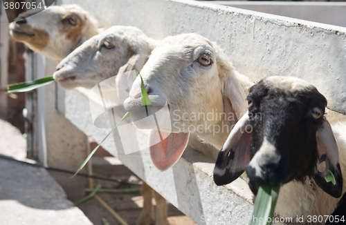 Image of sheep in farm