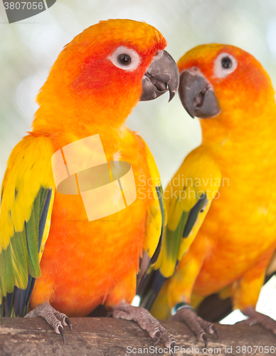 Image of pair of parrots