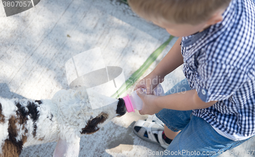 Image of cute lamb feeding