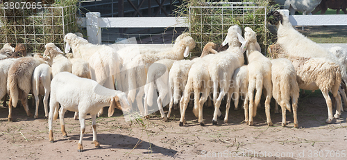 Image of sheep in farm