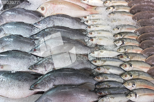 Image of fresh sea fish